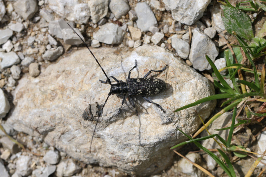 Monochamus sartor e sutor svizzeri